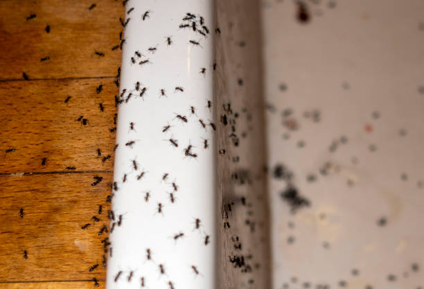 Best Wildlife Control Services  in Mocksville, NC